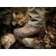 Haix Black Eagle Nature GTX 340016 Mid Boots